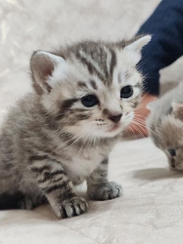 Şotland, Yaxşı əllərə lalafo.az -da Şotland, Yaxşı əllərə