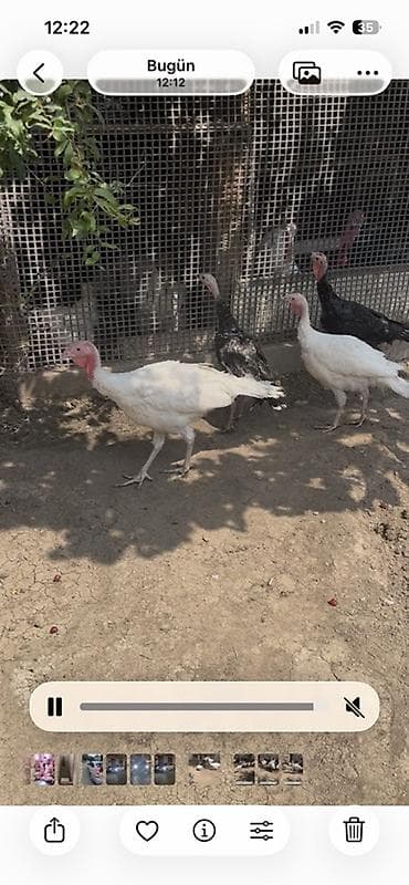 cins it: Məhsul: hinduşka (şəxsi təsərrüfatdan) Təsvir: - Ağ və qara rəngli — 2