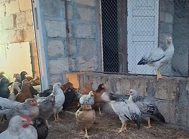 keci balasi satilir: Yerlı kent cucler 3 ay 10 gunluk — 4