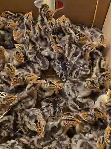 Bildirçin cücələri, Ətlik