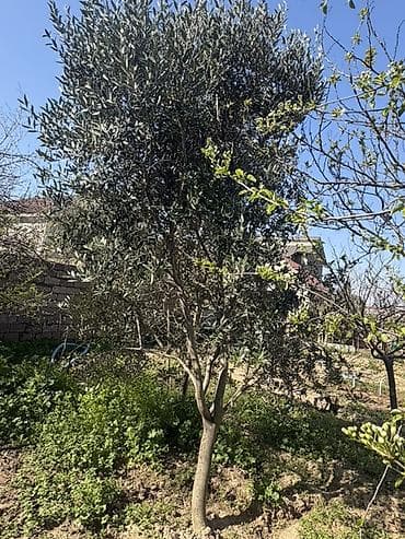 sakura ağacı: Buzovna və koroğlu metrosuna pulsuz — 1