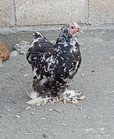 Toyuq, Damazlıq, Ödənişli çatdırılma, Rayonlara çatdırılma lalafo.az -da Toyuq, Damazlıq, Ödənişli çatdırılma, Rayonlara çatdırılma
