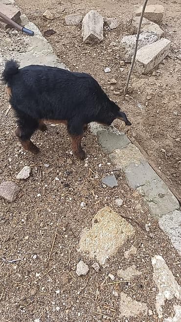 keci satanlar: Naxçıvan tipli ev heyvanları – keçi ana və balası.unvan suvelan - — 3