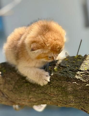 вислоухий шотландец котенок: Шотландская — 9