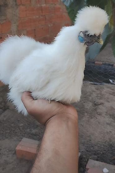 cins toyuq: Toyuq, Damazlıq — 2