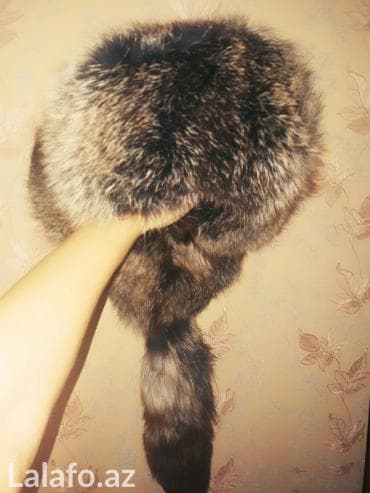 turkler kurtkaya ne deyirler: Tulku xez papag. Uzbekistandan getirilib. Cox gozeld — 2