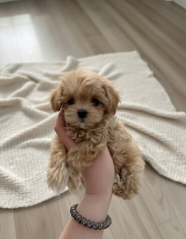 itlər bala: Pudel — 1