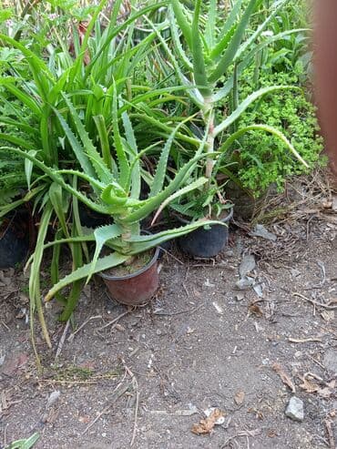 Çöl bitkiləri: Bu təsvirdəMüalicəvi aloe və Aloe vera bitkiləri təsvir edilmişdir — 9