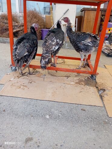 Куры: Hinduşka (hindi) quşları məhdud sayda var klosu16 manatdır - — 2