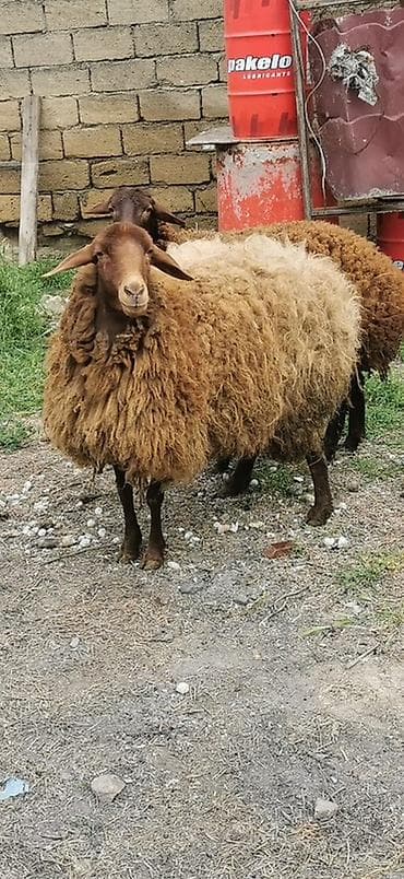 afcarka balasi erkey: Qoyunlar – yerli cins, qəhvəyi rəngli - Say: 2 baş 2 dişi Qala — 5