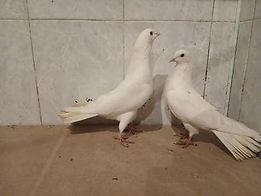 tap az quslar: Eni quyruq aglar 18 tuk cut maya erkey — 4