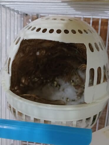 avcarka satilir: Hind bulbulu amadin satiram. cutdu yumurtalamaga hazirlawirlar. sadece — 3