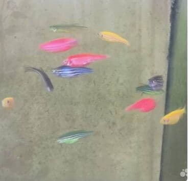 аквариум без рыб: Danio — 1