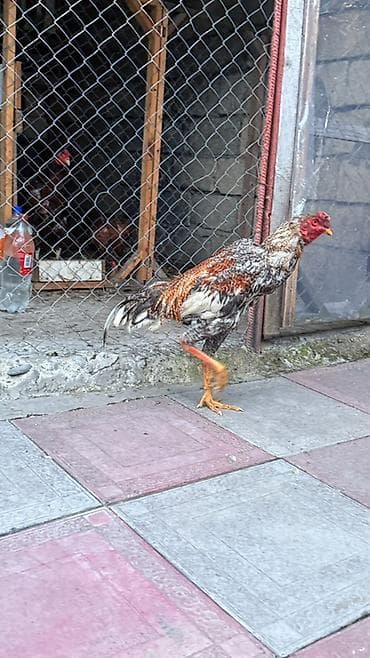 cücə və xoruz: Məhsul: Qırçıl rəngli cins xoruz Xüsusiyyətlər: - Uzun və möhkəm — 4