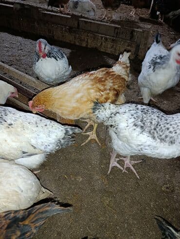 toyuq yuvasi: Toyuq cücələri, Damazlıq, Ödənişli çatdırılma — 4