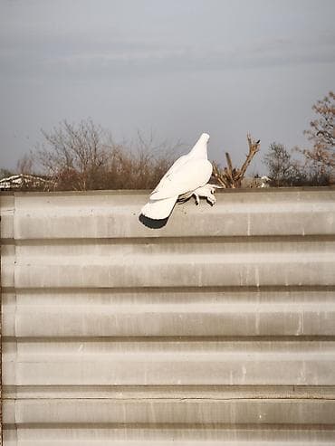 turnik burus: Iki erkək göyərçin oynaq sağlan heyvanlar — 4
