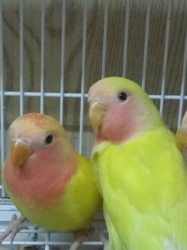 кольчатый попугай цена: Tutuquşu popuqay fişer . Fişer 40 AZN biri . Sarılar 35 biri — 6