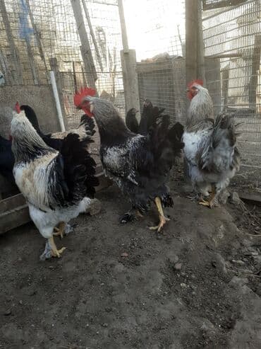 brama cücə: Toyuq, Brama, Damazlıq, Ünvandan götürmə — 10