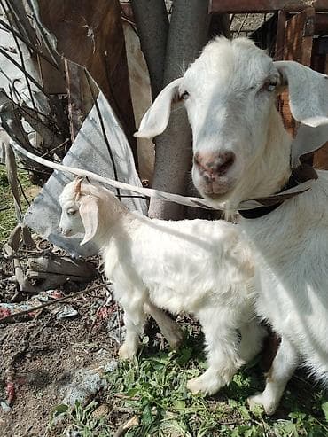 sud veren keci: Ağ rəngli ana keçi bala ilə birlikdə Sənan keçisi birinci qarın dogub — 1