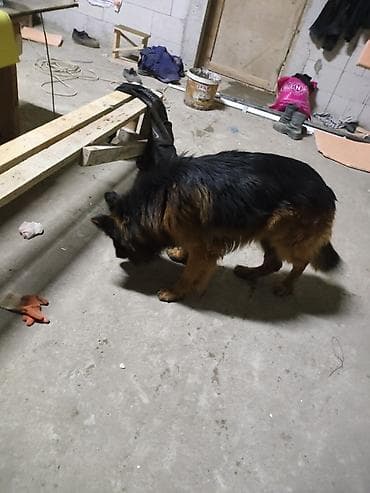 alman coban iti: Alman çoban iti, 1 il, Erkek, Sənədli, Ünvandan götürmə, Pulsuz çatdırılma, Ödənişli çatdırılma — 4