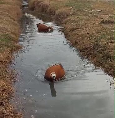 xacmaz heyvan bazari: Cut Anqut satilir tecli
 erkey Maya 
isdiyene vidyosunuda ata bilerem — 2