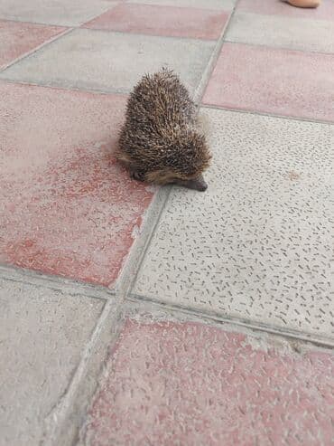 su çən: Kirpi – ev və bağ üçün unikal canlı dost - Növ: Kirpi (Erinaceus) - — 2
