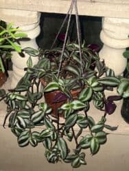 yeni il şənliyi 2022: Xalça — 32