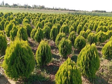 пластмассовый бак для воды купить: Her növ ağaclar ve dekarativ ağaclar çox ucuz ve qarantili gubresiz — 4