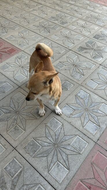 отдам собаку в хорошие руки: Звонок, Самка — 5