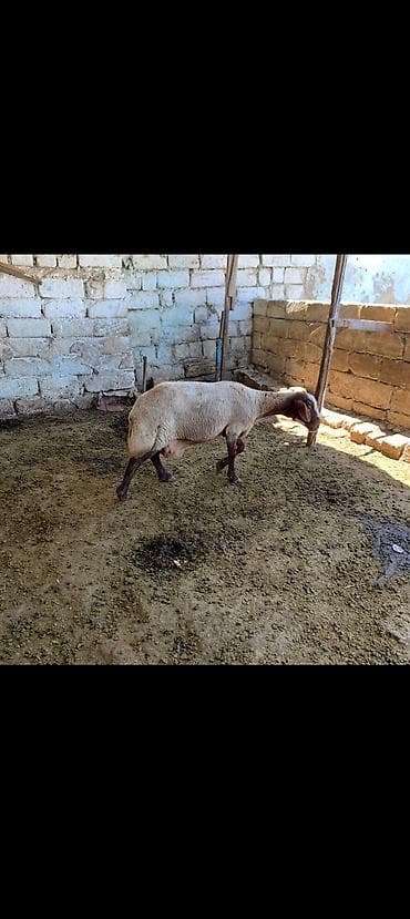 Keçilər, çəpişlər: Damazlıqa əbrəş satılır istəyən olsa yazsın 2 qarın doğub istəyən olsa — 6