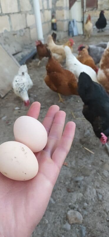 Məhsul: Kənd toyuğunun yumurtası Təsvir: - Həyət şəraitində, açıq