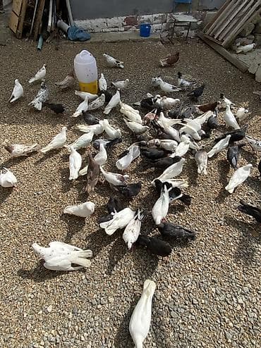 Quşlar: Kom satilir 100 yaxin olar qiymetee sayina gore razilasmaq olar — 3