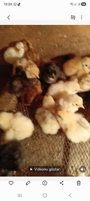 kənd cücələri: Toyuq cücələri, Damazlıq — 2