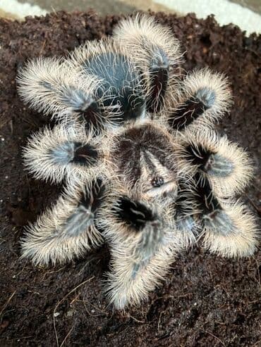 amadin qusu haqqinda: Növ: Brachypelma ( vagans - albo ) (tarantula) – qara və boz-bej — 1