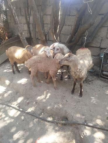kana kors: Satışda qoyun-quzu dəstəsi. - 4 dişi, 1 erkək heyvan - 23 iyun — 3