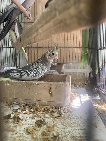 Məhsul: Nimfa papağanları (Cockatiel) sekildeki bala quslar bir
