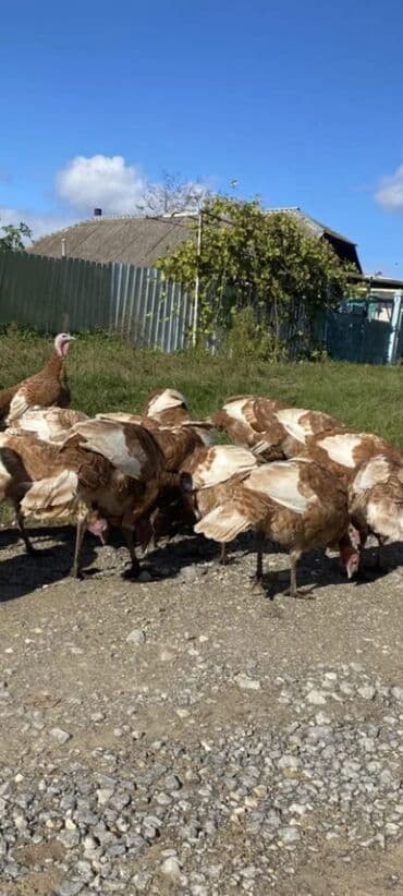 cins inekler azerbaycanda: Salam alekum bu hidusqa satandab 5 hidusqa zakaz etmisik pulu atmisiq — 6