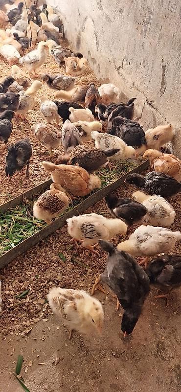 cuce adi: Toyuq cücələri, Damazlıq, Ödənişli çatdırılma — 6