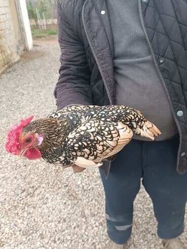 Toyuq, Damazlıq, Ünvandan götürmə