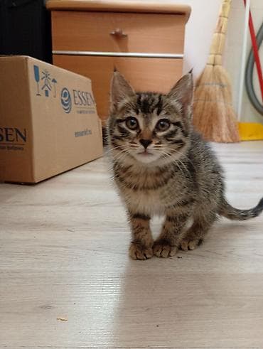 tap az at: Yaxşı əllərə — 3