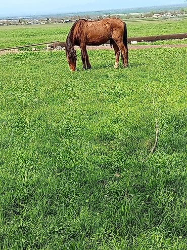 tovuz qusu balasi satilir: Qəhvəyi rəngdə yerli minik atı - Rəng: qızılı-qəhvəyi (qara yalı və — 3
