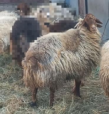 qoclar: Dişi, il: 4, Ətlik, Ünvandan götürmə — 1