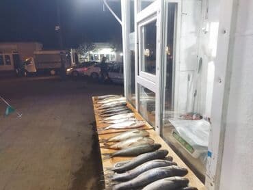 Hazır biznes satılır.hal hazırda gündə 28,35 kq satılır.Razinin