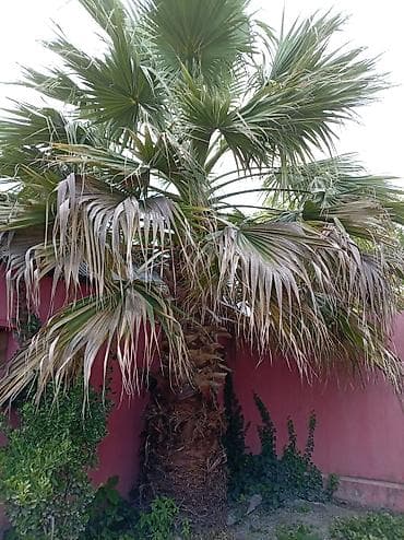 udi hindi bitkisi: Bağınız üçün gözəl palma ağacı. Bu, istənilən məkana tropik bir — 3