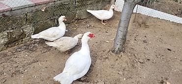 Dişi, | Lal ördək, Damazlıq, Ünvandan götürmə