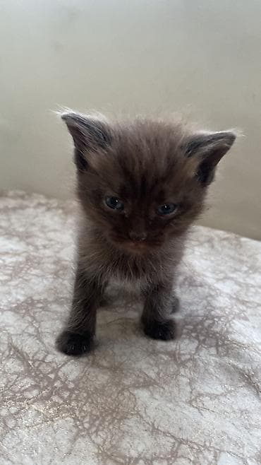 Salam pişiy balaları satılır şotland əyri və dik qulaqdi — 7