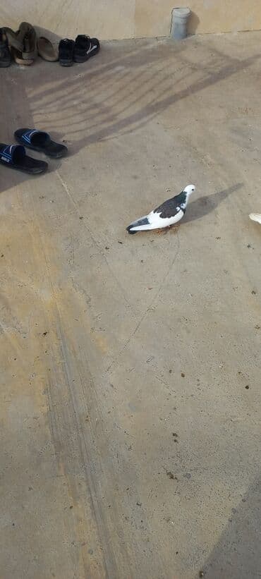 goyərcin evi: Məhsul: Göyərçin (rəngli) Təsvir: - Növ: ev göyərçini - Rəng çaları — 1