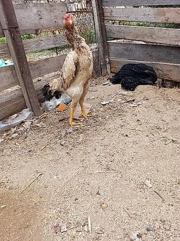 Akvariumlar: Xoruz, il: <1 — 3