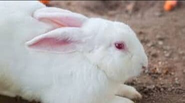 arı ailəsi satışı elanları 2025: Ağ Albinos Dovşan - Xüsusiyyətlər: tam ağ, ipək kimi yumşaq tüklər; — 1