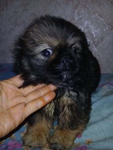 щенок в добрые руки: Пекинес — 4